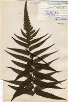 藏品(廣葉鋸齒雙蓋蕨)的圖片